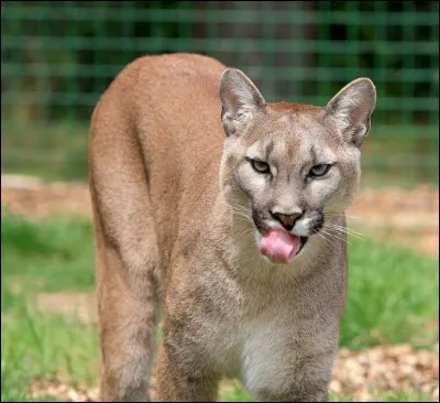 Pour quelle discipline le puma est-il le plus doué ?