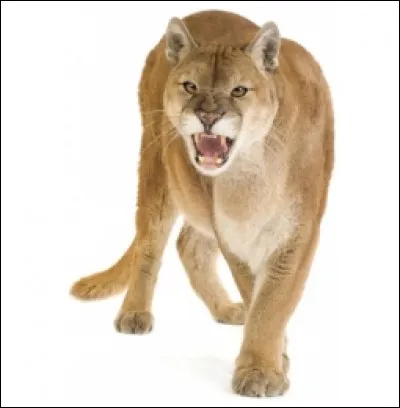 Et la queue, elle mesure combien ?