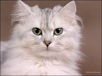 Entre chat noir et chat blanc, lequel prendrais-tu ?