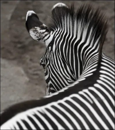 Quel canapé prendrais-tu dans ton salon ?