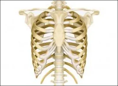 Comment appelle-t-on les deux dernières paires de côtes ?