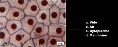 Légendez cette photo de l'observation d'une cellule humaine au microscope.