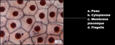 Légendez cette photo de l'observation d'une cellule humaine au microscope.