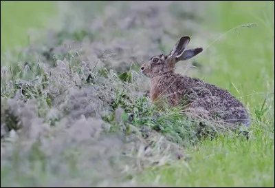 Alors l'animal, comme apaisait, pouvait s'endormir.