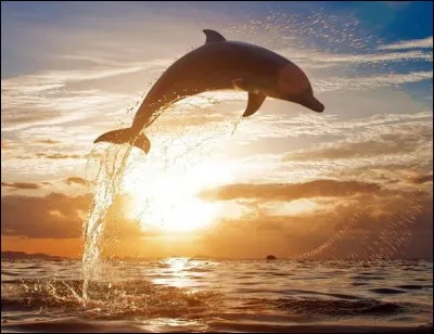 Quelles informations concernant les dauphins sont correctes ?