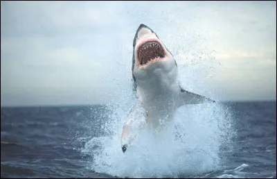 Contrairement aux croyances populaires, combien d'espèces différentes de requins ont attaqué, au moins une fois, un humain ?