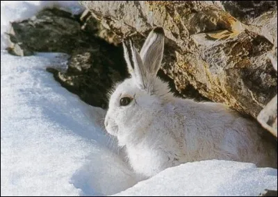 Quel surnom porte ce lièvre qui se camoufle en hiver, en prenant un pelage de la couleur de la neige ?