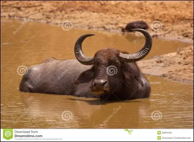 Le buffle indien vit environ 39 ans.