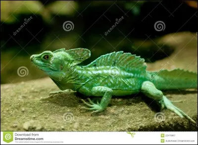 Combien pèse le basilic vert ?