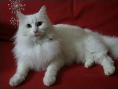 L'angora turc est une race de chat récente.