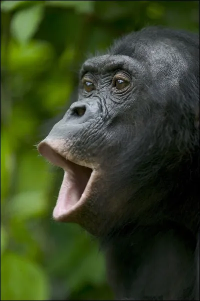 Le bonobo peut vivre environ 40 ans.