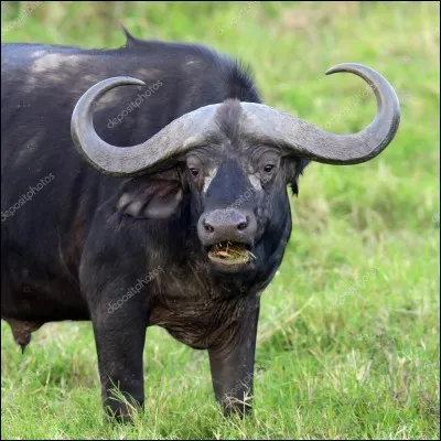 Le temps de gestation de la bufflonne d'Afrique est de...