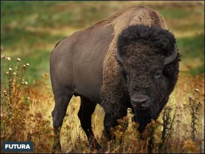 Le poids du bison d'Amérique est proche de...