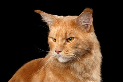 Quel est le nom de chat domestique de Nuage de Feu (ou Cur de Feu) ?