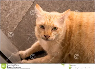 Au cours de quelle bataille meurt Cur de Lion ?