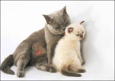 Qui tue Petite Feuille et enlève les petits de Pelage de Givre ?