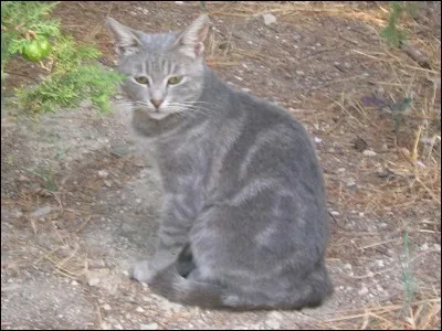 De qui Plume Grise est-il amoureux ?