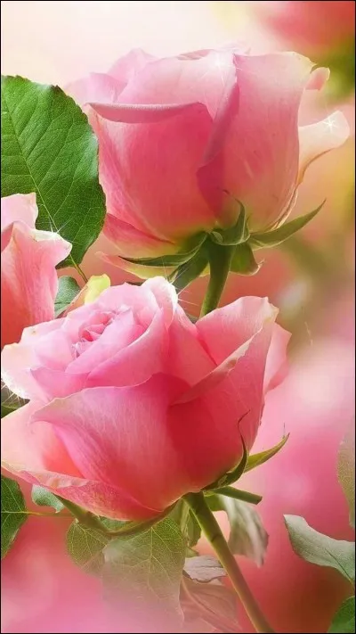 Complétez : Découvrir le/la ___ aux roses.