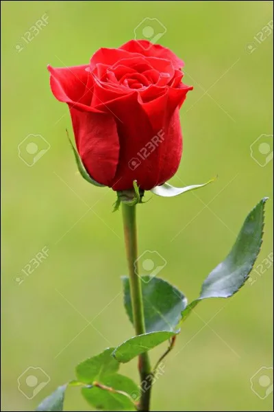 Que signifie : "Il n'est pas de rose sans épines" ?