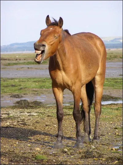 Comment appelle-t-on la couleur du cheval ?