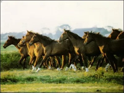 Quand les chevaux sont groupés en liberté cela s'appelle l'instinct ...