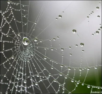 Qui lance des toiles d'araignées la nuit ?