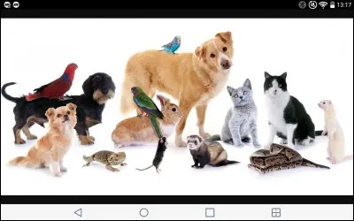 Quel est ton animal pr&eacute;f&eacute;r&eacute; ?
