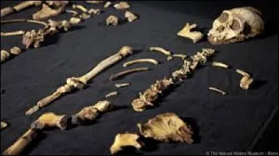Quel nom a-t-on donné au fossile retrouvé en Ethiopie ?