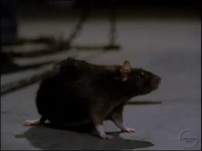 [INTOLERANCE] Qui se retrouve en rat dans cet épisode ?