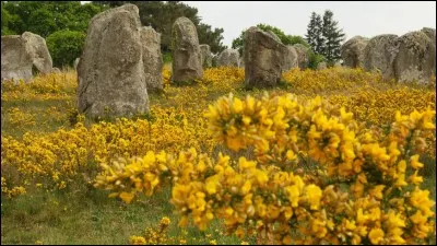 Depuis décembre 2016, la Bretagne a choisi sa plante emblème. Quel est son nom ?