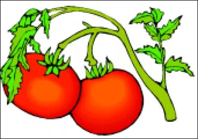 Comment dit-on "tomate" ?