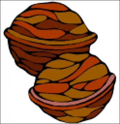 Comment dit-on "noix" ?