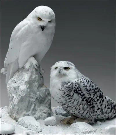 De quelle race est la chouette blanche d'Harry Potter ?