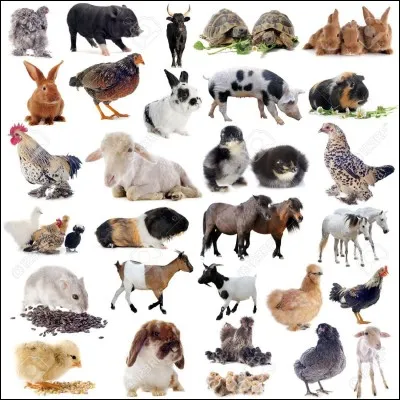 Quels animaux pr&eacute;f&egrave;res-tu ?