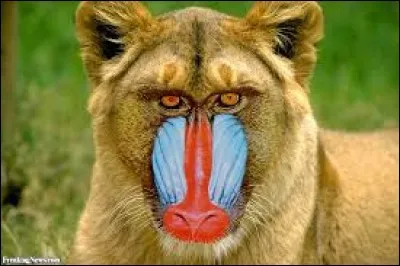 Il est très féroce, surtout en bande !