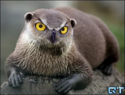 Bizarre, vous avez dit bizarre ?