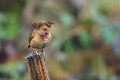 Il m'a fallu beaucoup de patience, mais j'ai fini par l'apercevoir !