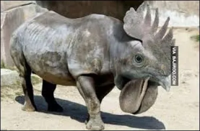 Heureusement que j'ai des réflexes, un peu plus il me chargeait !