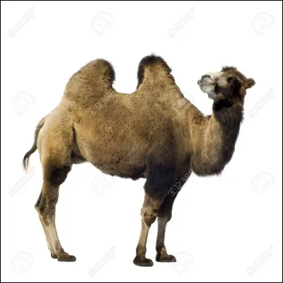 Ne rêvez pas, toutes les questions ne sont pas si faciles !
Qu'est-ce que c'est ?