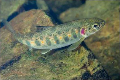 Jeune saumon qui vit ses deux à trois premières années dans les rivières :