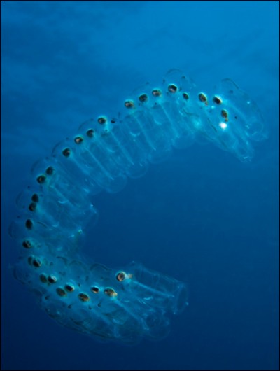 Mollusque marin gélatineux en forme de cylindre creux :