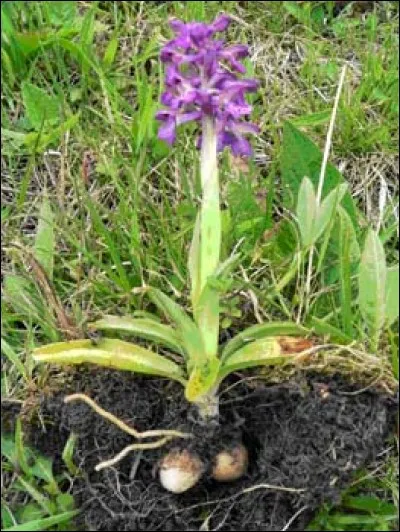 Fécule provenant des tubercules desséchés de certaines orchidées :
