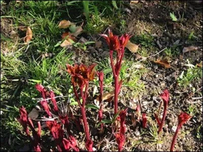 Quelle est la couleur de ces branches de pivoine perçant la terre ?