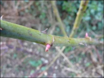 De quel arbuste voit-on un bourjon maron teinté de rose ?