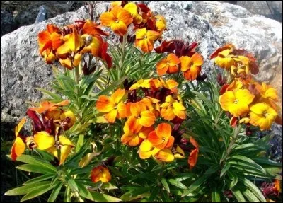 Quelle est cette fleur vêtu de velour ?