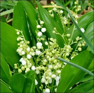 Comment peut-on qualifier les clochettes, chacune encore enfermée comme dans une coquille ?