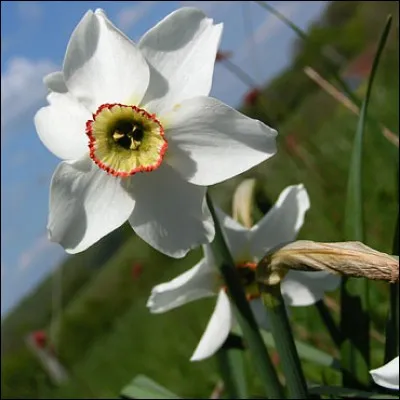 De quelle couleur est le cur de ces jeannettes ?