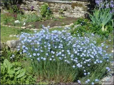 Qualifiez la couleur de ces fleurs de lin.