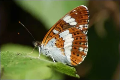Comment sont les bandes colorées du petit sylvain ?