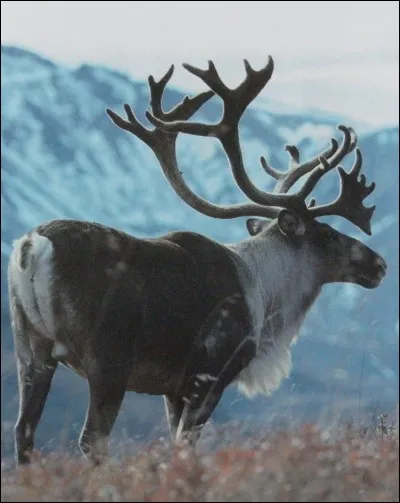 Quel est l'animal que tu préfères dans cette liste ?